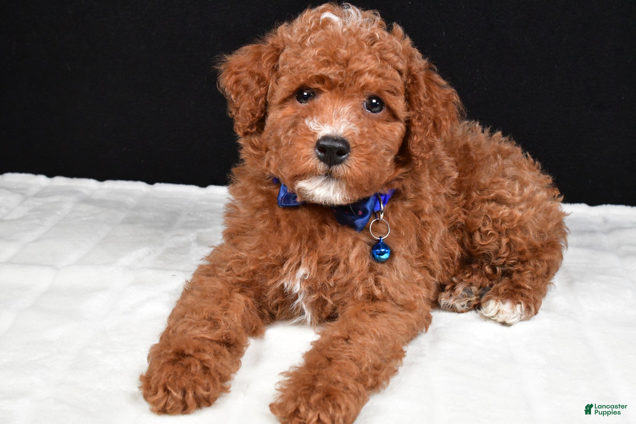 Miniature Poodle dogs Snoopy - Ad 2
