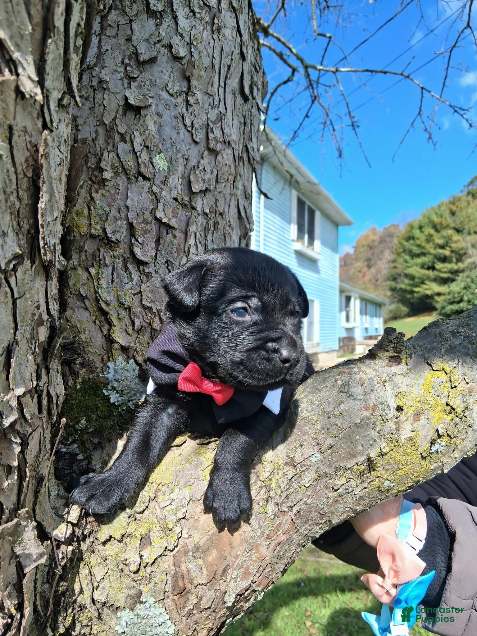 Labrador Retriever dogs for sale: Jett - Ad 2