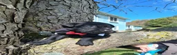 Labrador Retriever dogs for sale: Jett - Ad 2