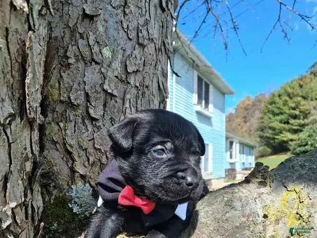 Labrador Retriever dogs for sale: Jett - Ad 2