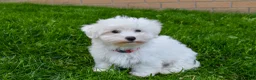 Maltese dogs for sale:  Jaden - Ad 6