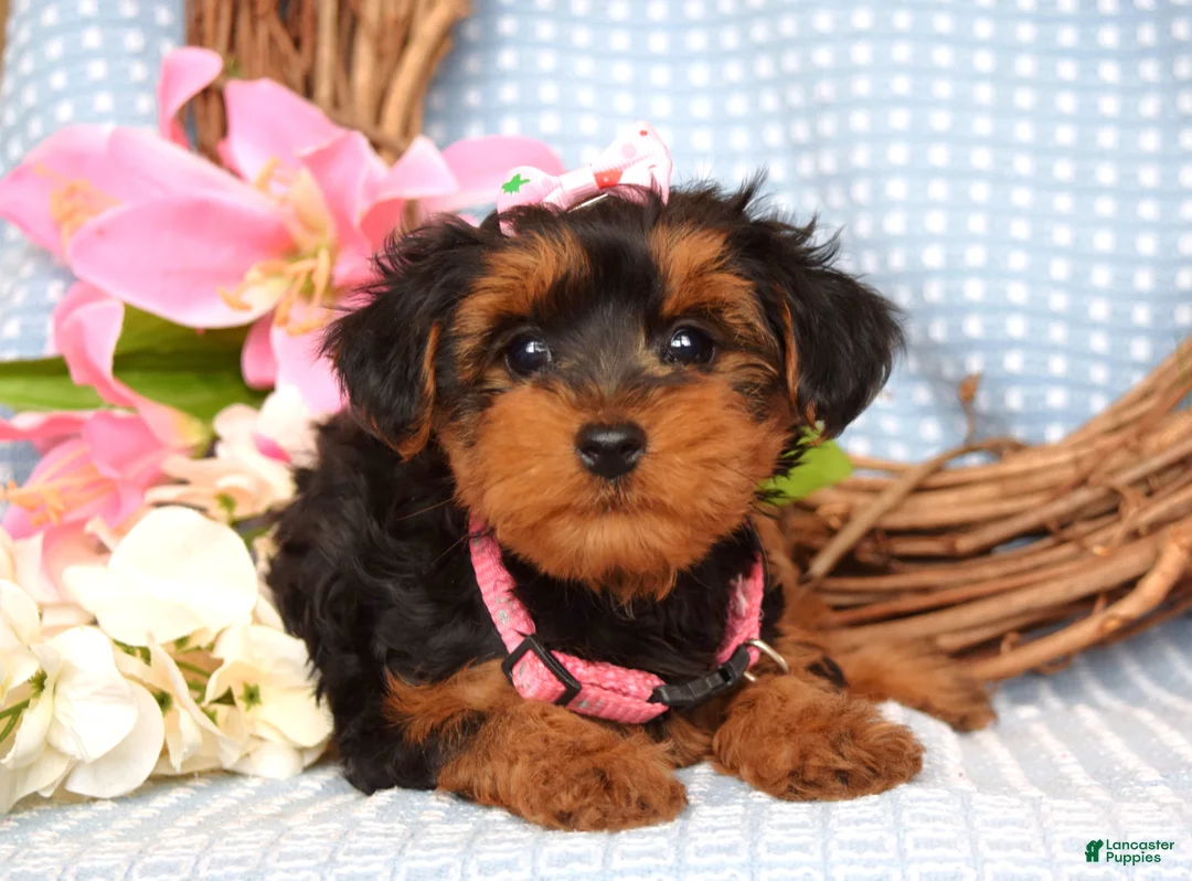 Yorkiepoo dogs for sale: Lola - Ad 6
