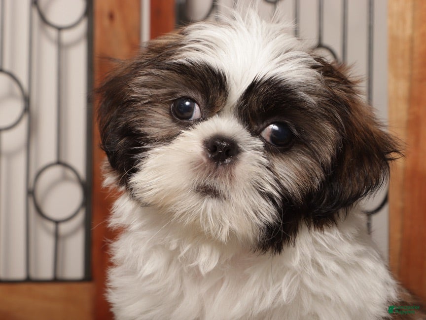 Shih Tzu dogs Walter - Ad 1