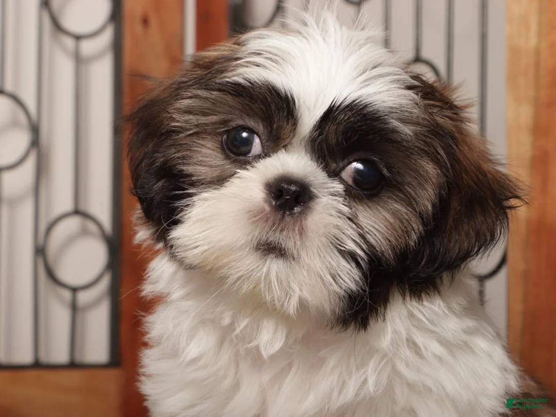 Shih Tzu dogs for sale: Walter - Ad 1