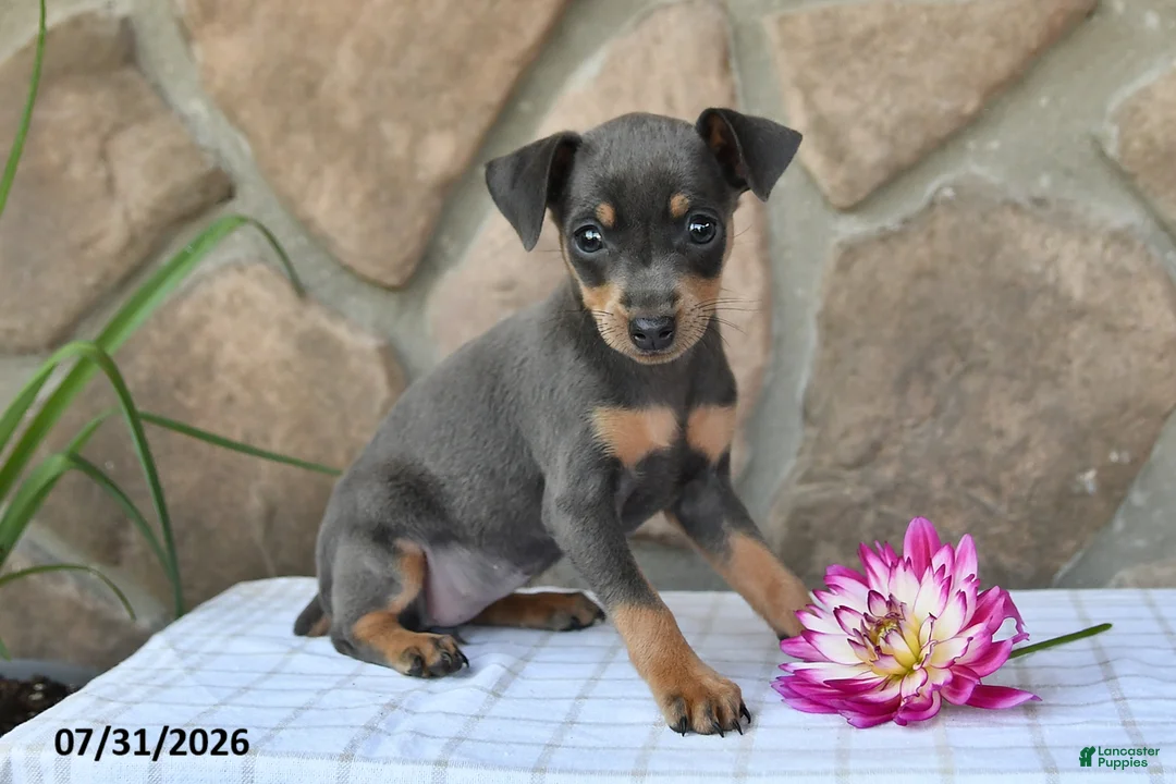 Miniature Pinscher dogs for sale: Abby - Ad 5