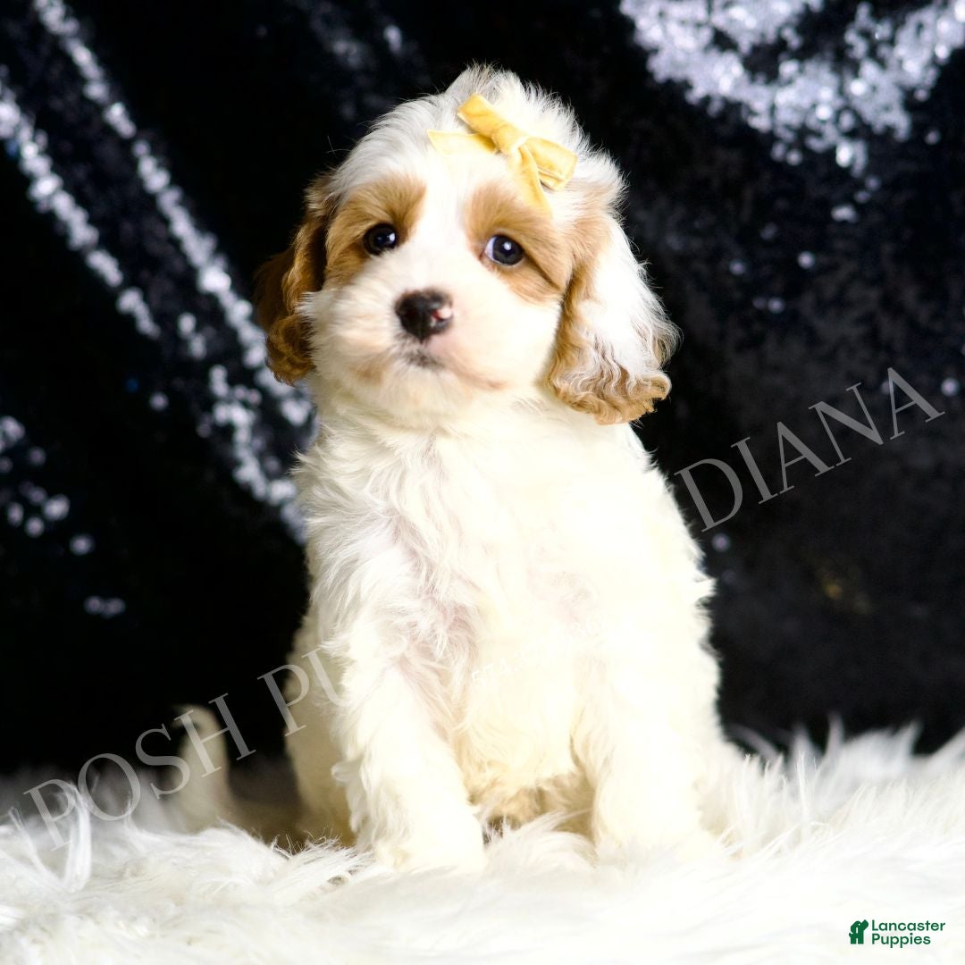 Cavapoo dogs for sale: Odin - Ad 3
