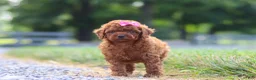 Cavapoo dogs for sale: Poppy - Ad 7