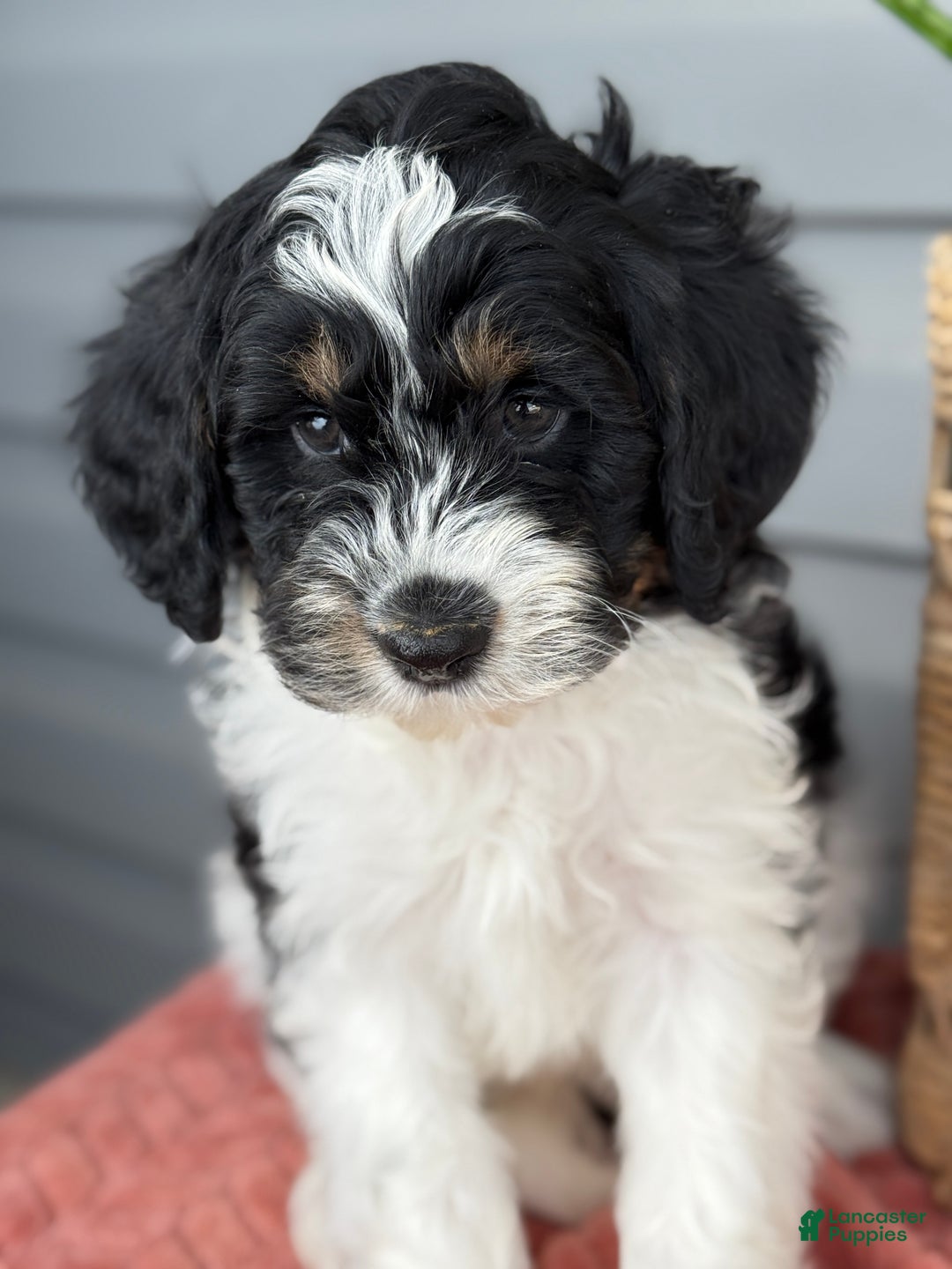 Mini Bernedoodle dogs for sale: Fenway - Ad 10
