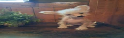 Chinese Crested dogs for sale: Pixie - Ad 4