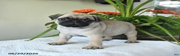 Pug dogs for sale: Thomas - Ad 3