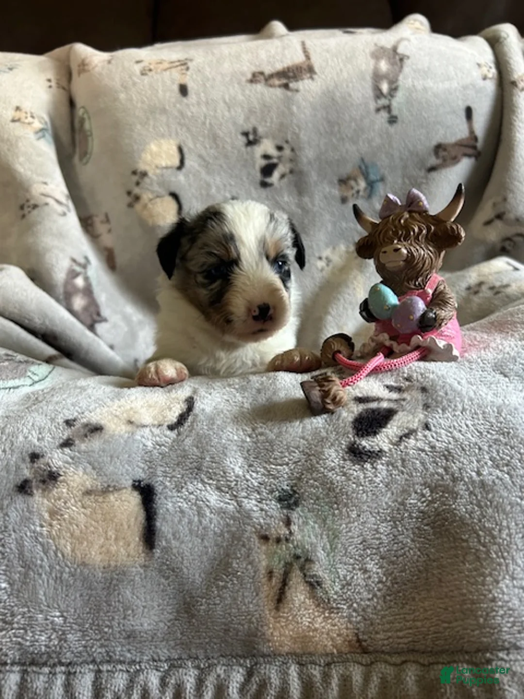 Miniature Australian Shepherd dogs for sale: Miniature Australian Shepherd Puppy 3 - Ad 2