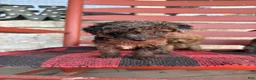 Mini Aussiedoodle dogs for sale: Coco - Ad 4