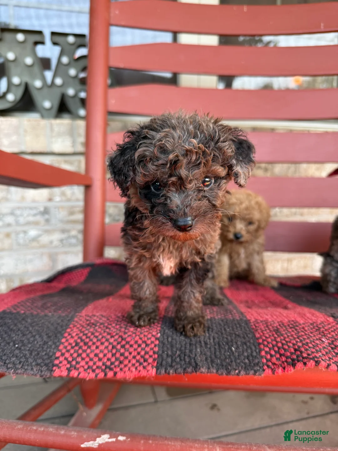 Mini Aussiedoodle dogs for sale: Coco - Ad 4