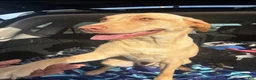 Labrador Retriever dogs for sale: Simon (blue)  - Ad 9