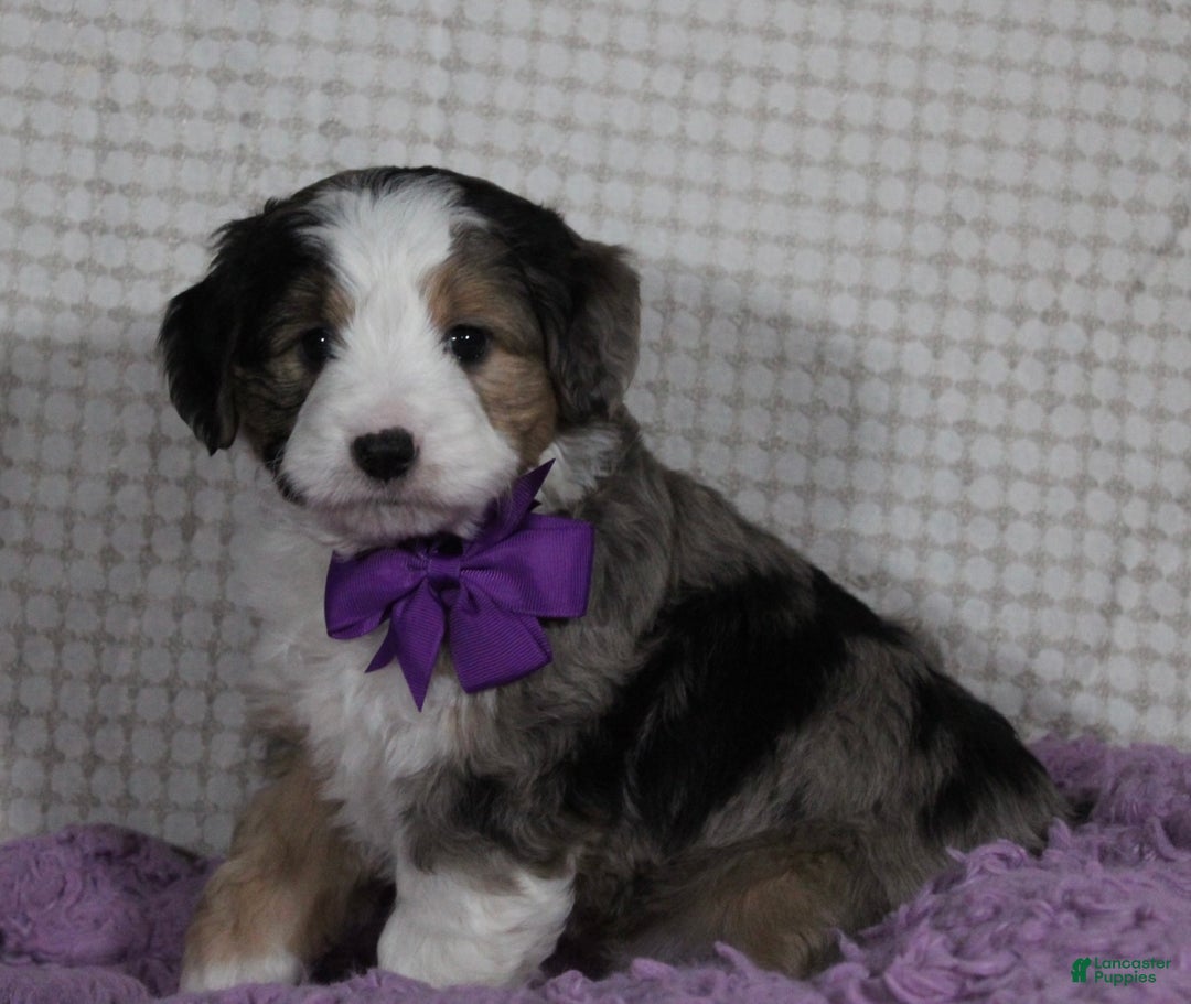 Mini Aussiedoodle dogs for sale: Odie - Ad 4