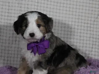 Mini Aussiedoodle dogs Odie - Ad 5