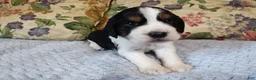 English Springer Spaniel dogs for sale: Amy - Ad 4