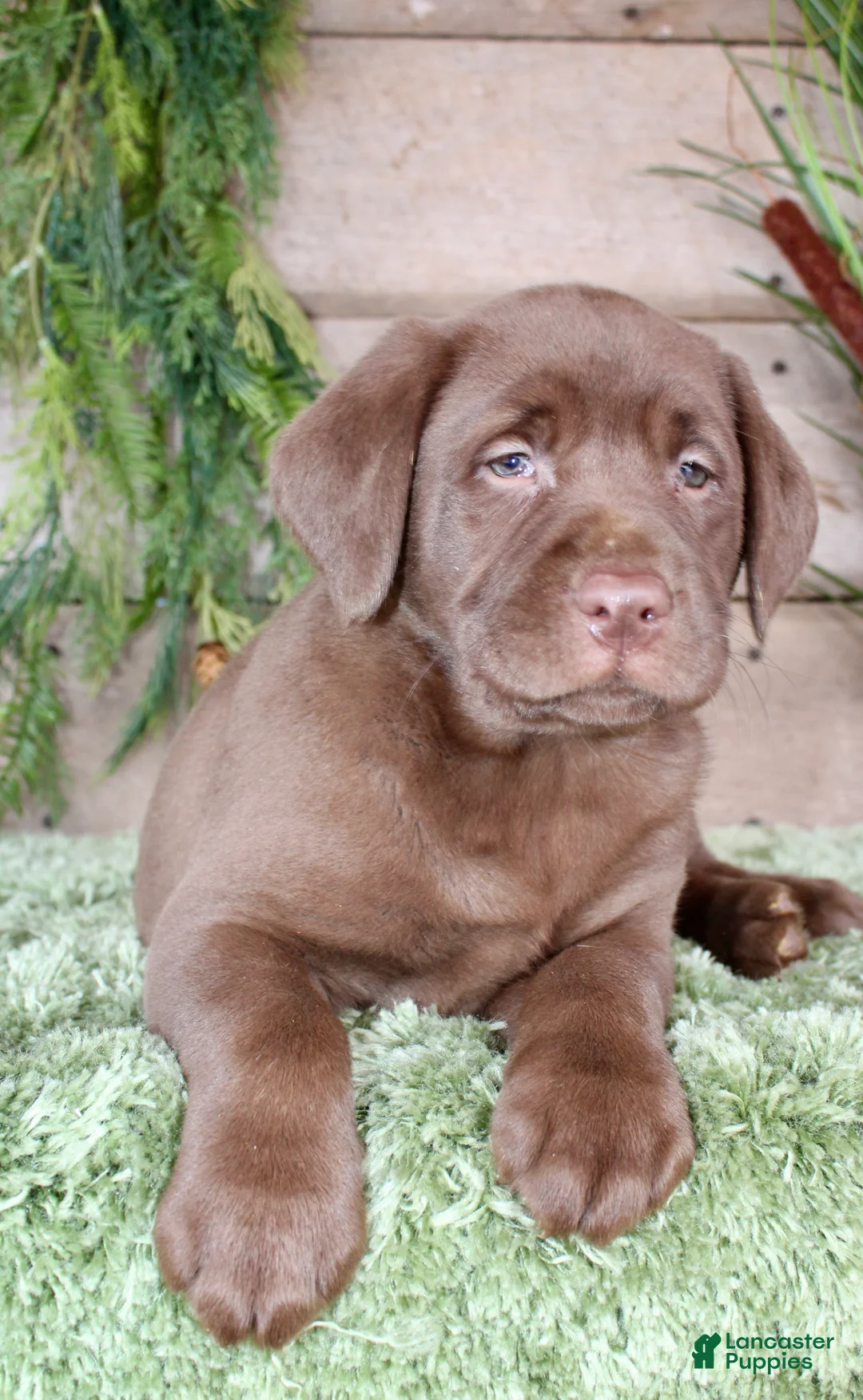 Labrador Retriever dogs for sale: Helga - Ad 6