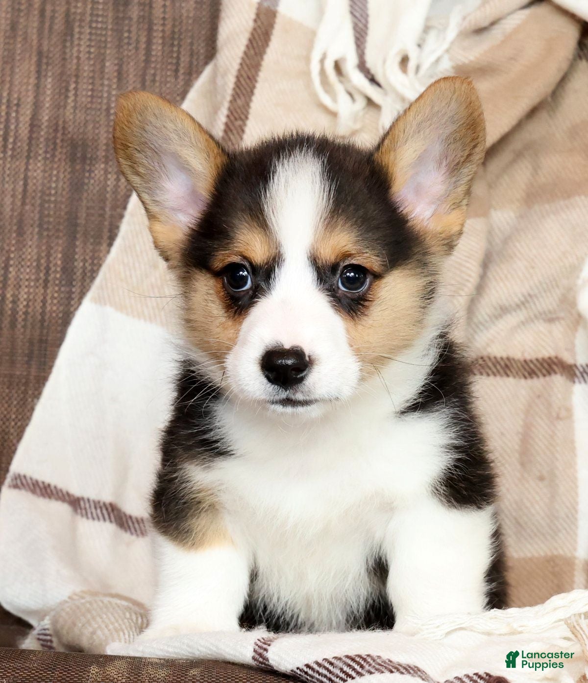 Welsh Corgi Pembroke dogs Danny Genetic Clear - Ad 2