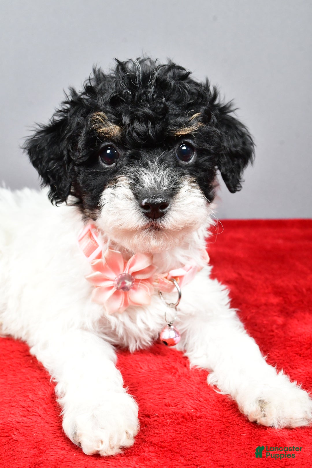 Miniature Poodle dogs for sale: Amanda - Ad 9