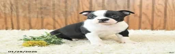 Boston Terrier dogs for sale: Millenium - Ad 3