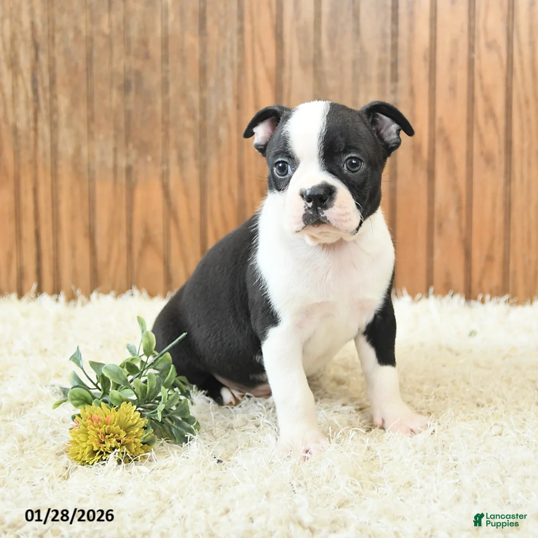 Boston Terrier dogs for sale: Millenium - Ad 3