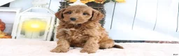 Mini Goldendoodle dogs for sale: Mindy - Ad 4