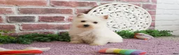 West Highland Terrier dogs for sale: Caroline - Ad 8