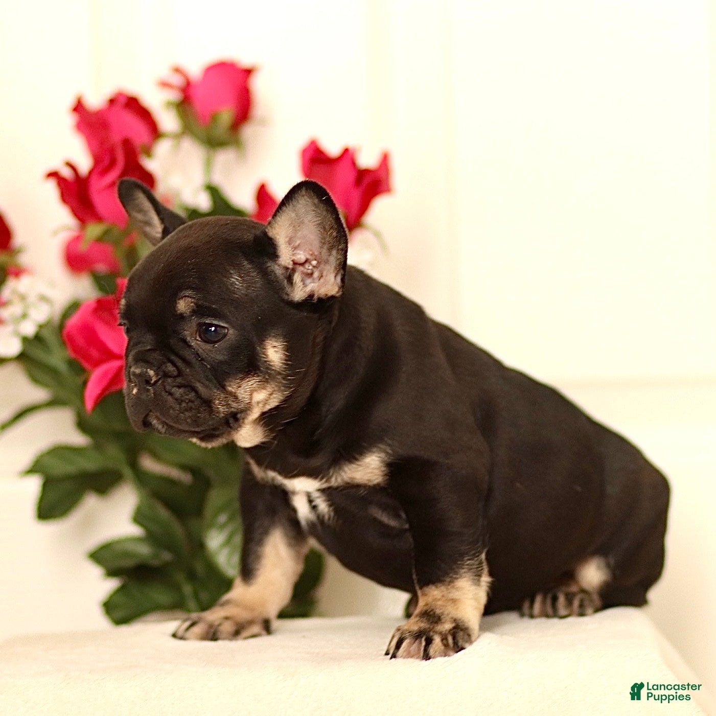 French Bulldog dogs Bruno - Ad 2