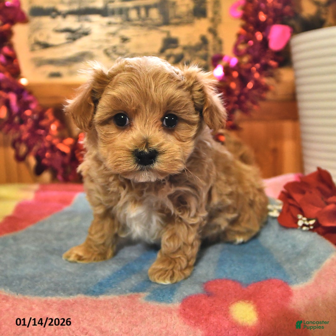 Maltipoo dogs for sale: Tiger - Ad 1