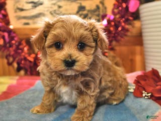 Maltipoo dogs Tiger - Ad 23