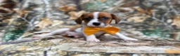 Mixed Breed dogs for sale: Denver - Ad 7