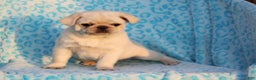 Pug dogs for sale: Sherwin - Ad 1