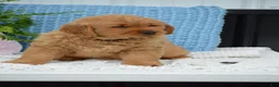 Golden Retriever dogs for sale: Dixie - Ad 2