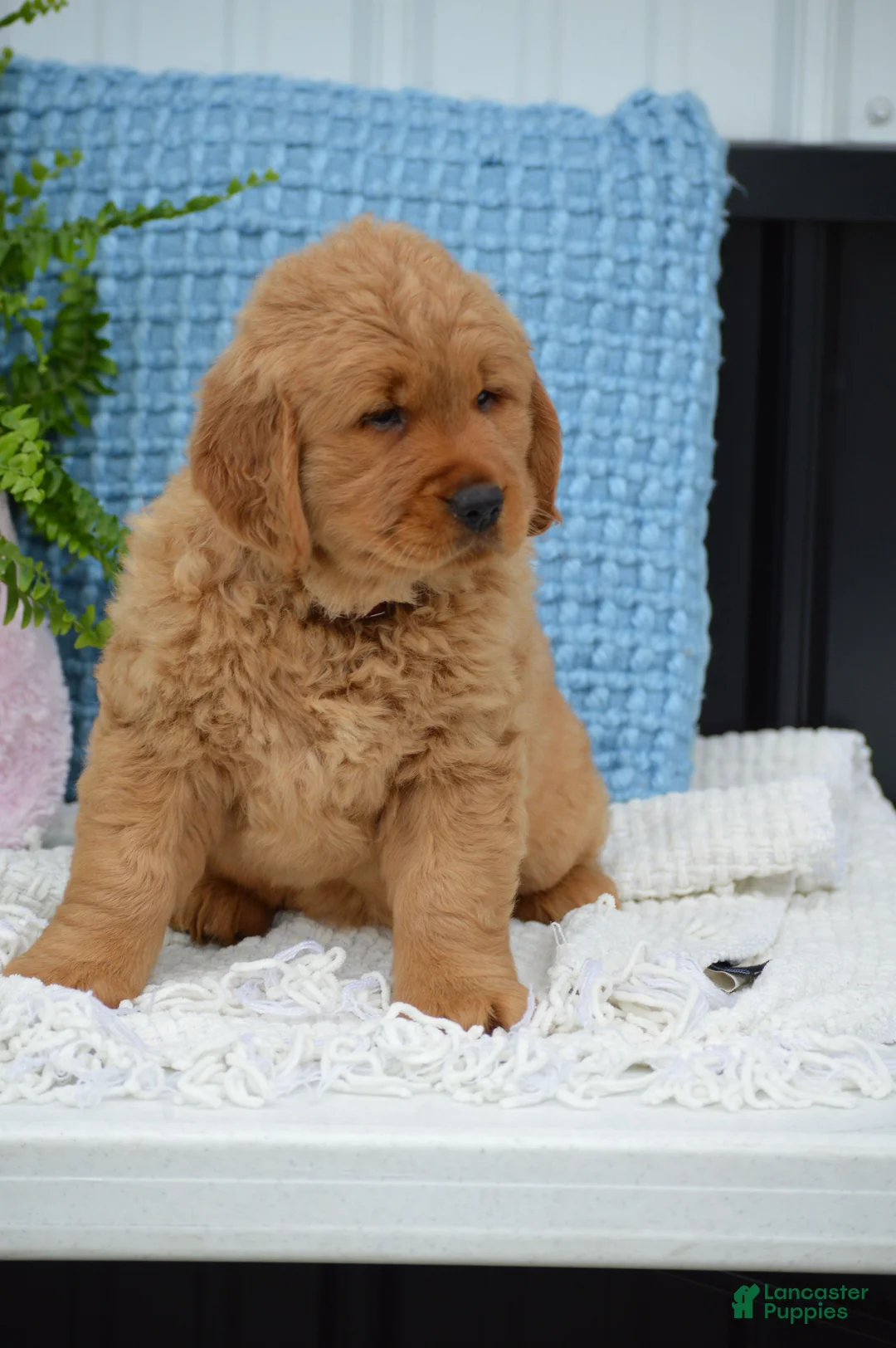 Golden Retriever dogs for sale: Dixie - Ad 2