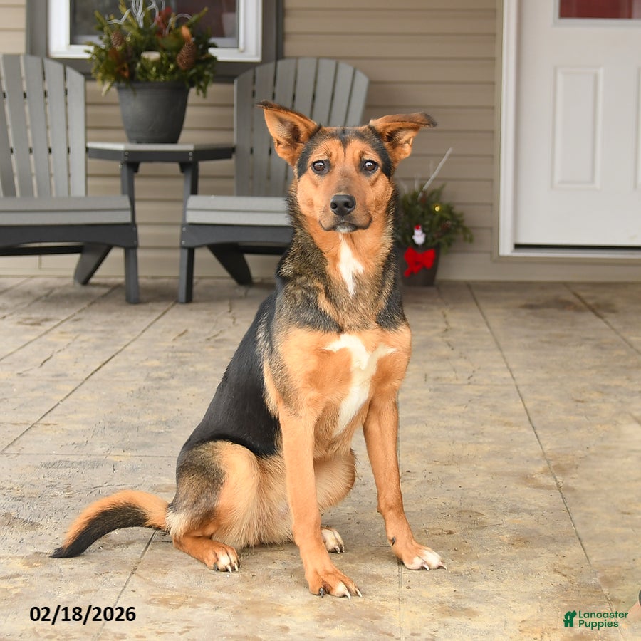 Mixed Breed dogs Cleo - Ad 1