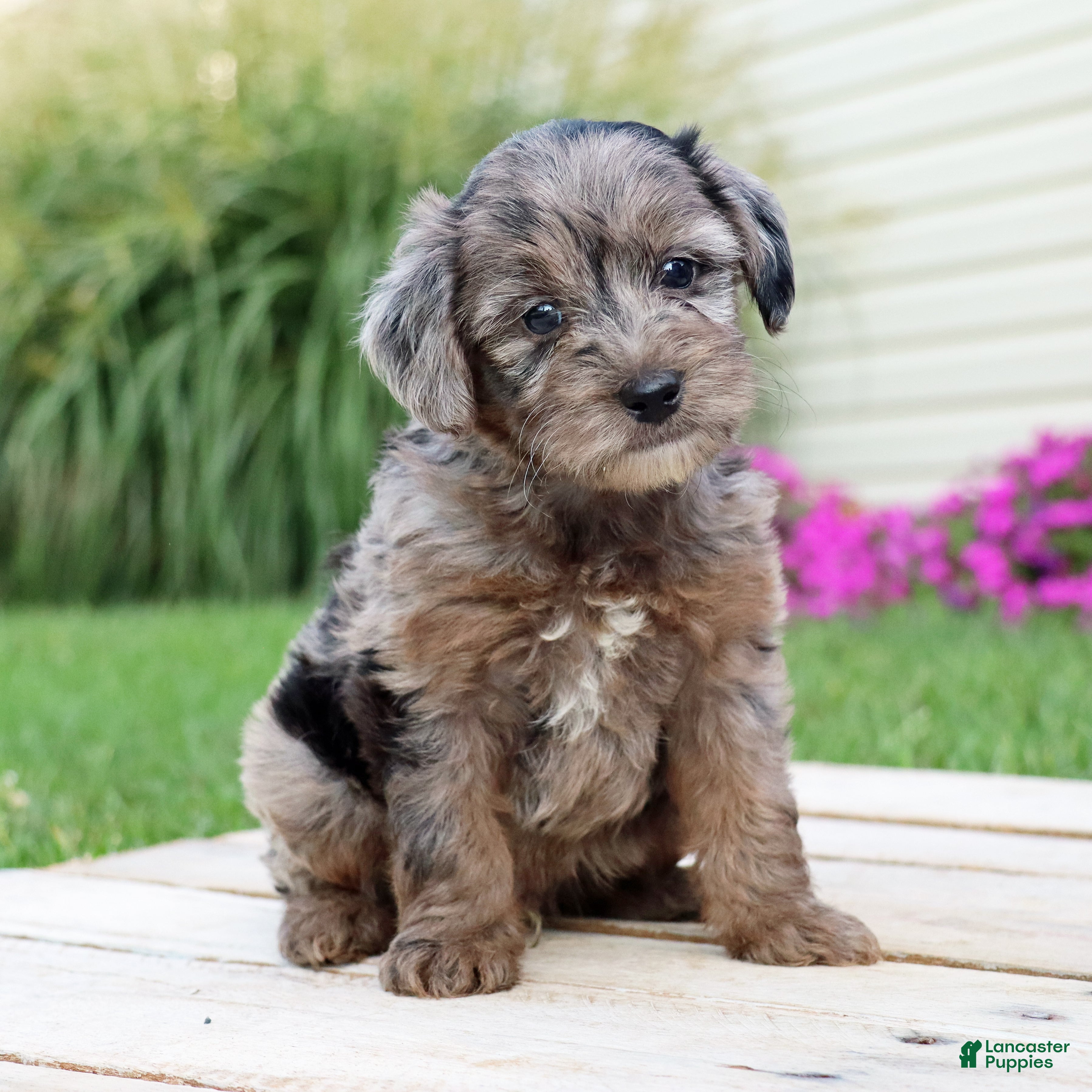 Yorkiepoo dogs Asher - Ad 1