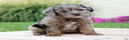Yorkiepoo dogs for sale: Asher - Ad 1