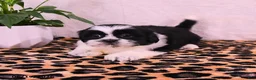 Shih Tzu dogs for sale: Stormi - Ad 3