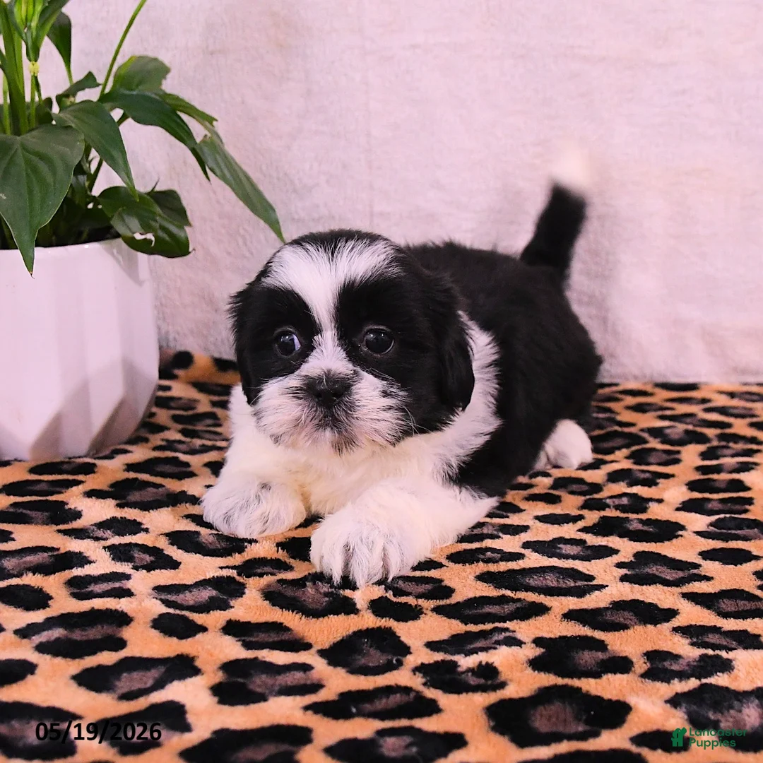 Shih Tzu dogs for sale: Stormi - Ad 3