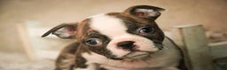 Boston Terrier dogs for sale: Kurt - Ad 4
