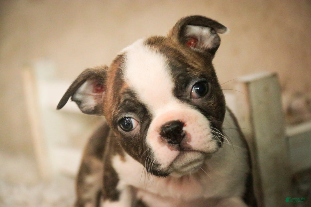 Boston Terrier dogs for sale: Kurt - Ad 4
