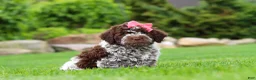 Lagotto Romagnolo dogs for sale: Maisie - Ad 5