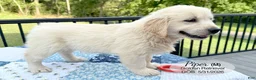 Golden Retriever dogs for sale: Piper - Ad 3
