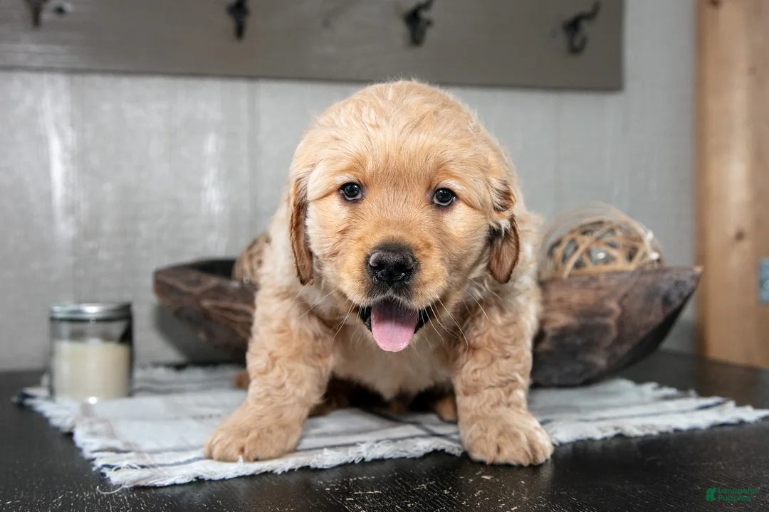 Golden Retriever dogs for sale: Zach - Ad 3