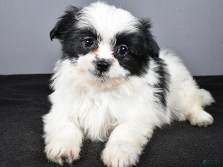 Mixed Breed dogs - Ad 23