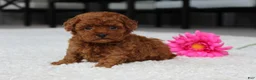 Toy Poodle dogs for sale: Allison - Ad 6