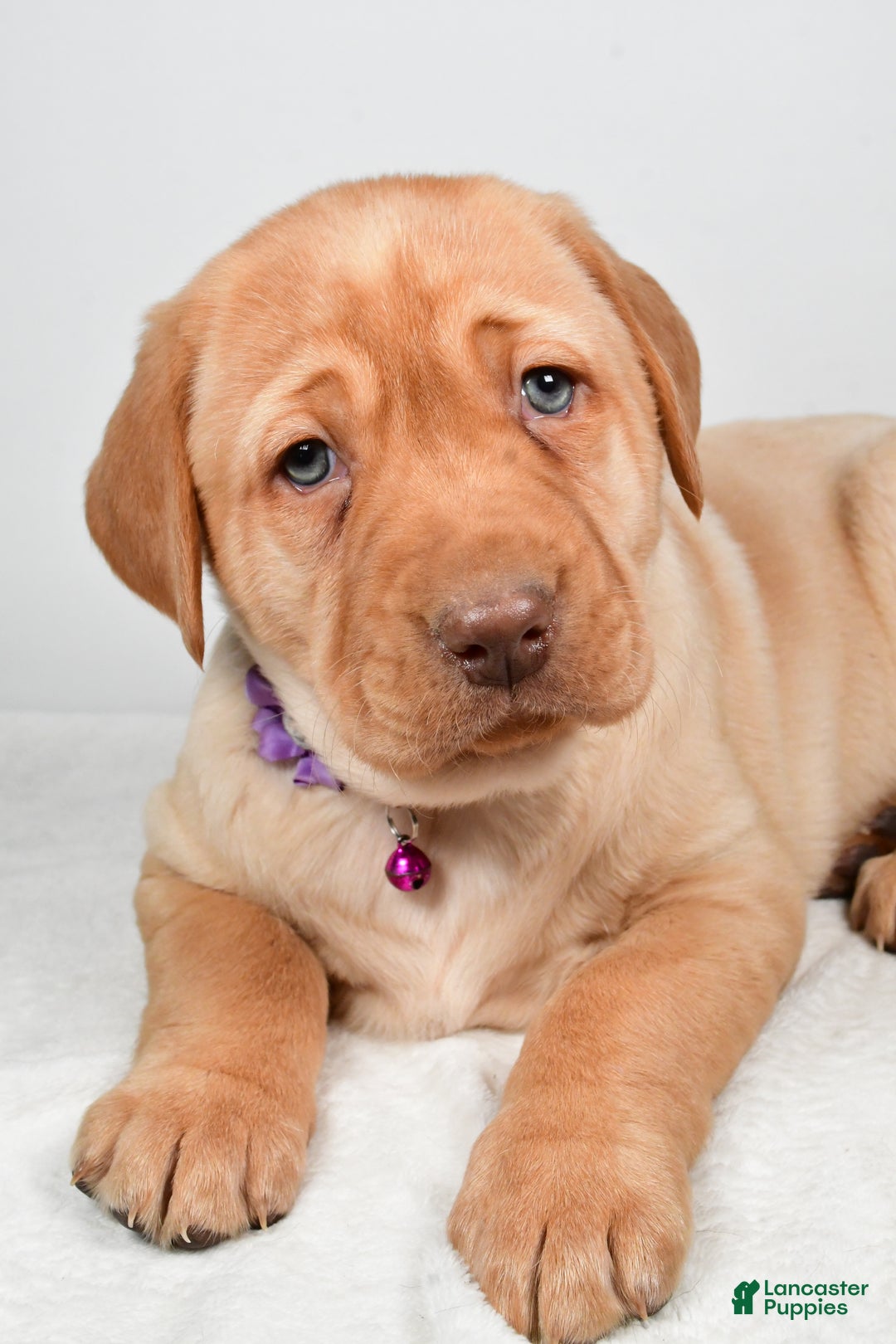 Labrador Retriever dogs for sale: Nora - Ad 5