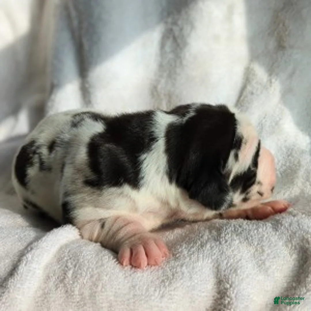 Great Dane dogs for sale: Willow - Ad 3