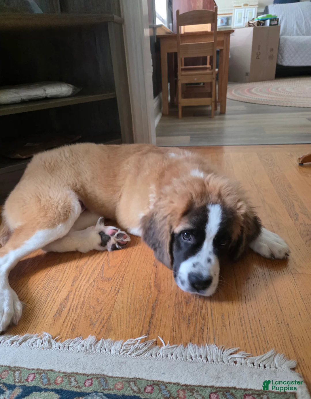 Saint Bernard dogs for sale: Saint Bernard 6 - Ad 2